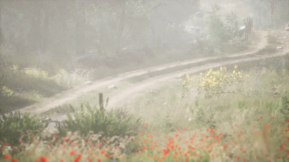 Sunbeams Entering Coniferous Stand on a Misty Summer Morning