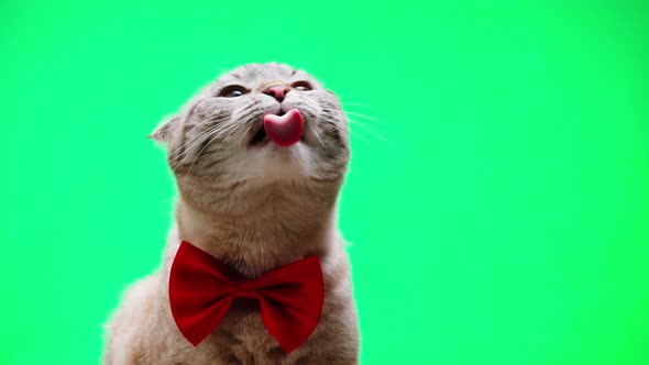 Cat on Green Background Closeup Scottish Fold Portrait