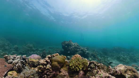 Coral Reef Tropical Fish