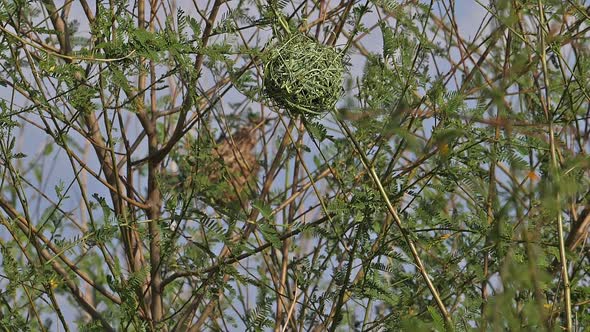 Northern Masked Weaver, ploceus taeniopterus, Male standing on Nest, in flight, Flapping wings