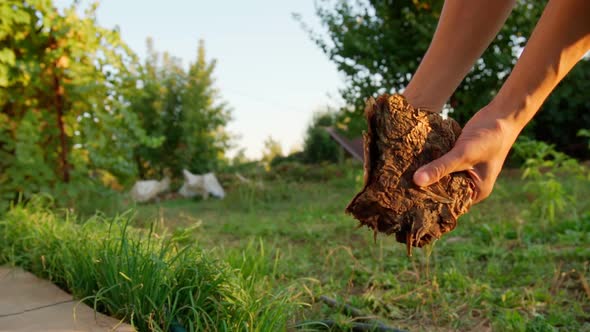 Dry Tobacco Leaves Closeup in the Hands of a Farmer