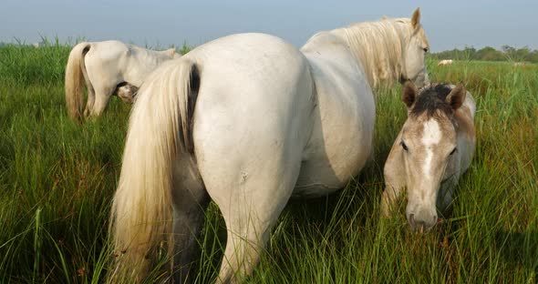 White Camargue horses, Foal in the reeds.