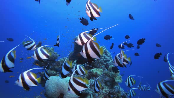 Underwater Sea Fish Tropical Reef