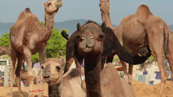 Camels at the Pushkar Fair, Also Called the Pushkar Camel Fair or Locally As Kartik Mela Is an