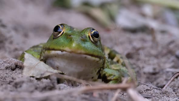 Frog Funny Looks at Camera. Portrait of Green Toad Sits on the Sand.