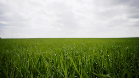 Alone Man Walking in a Big Green Field