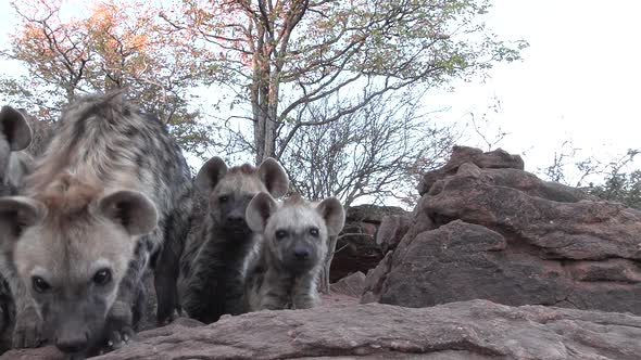 Unique low angle shot of cute spotted hyena cubs sniffing the camera, Mashatu Botswana.