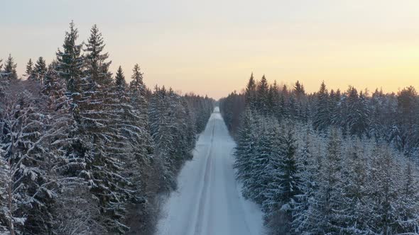 Road and Forest