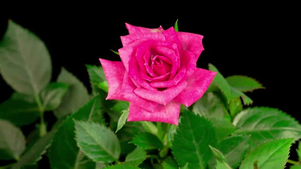 Time Lapse of Opening Pink Rose Flower
