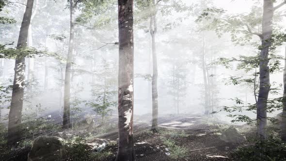 Rising Sun Falls Into the Deciduous Forest on a Foggy Summer Morning alt