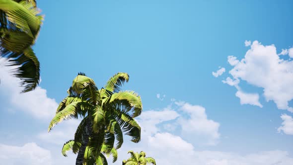 Palm Trees and Blue Sky with Clouds