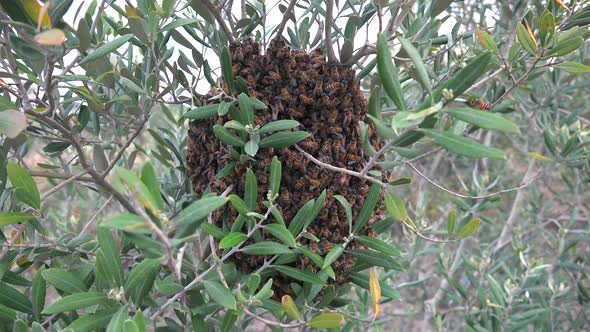 Bee Swarm On Tree Branch