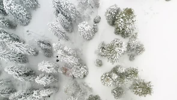 Snowy trees in the mountain