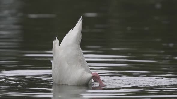 Close up of a black-necked swan sinking its body underwater while searching for food on a lake. Slow