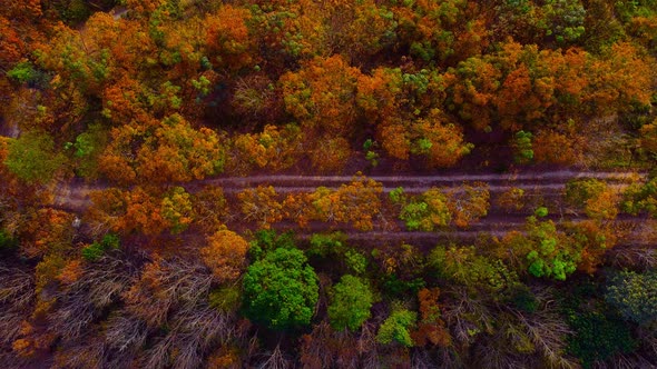 Aerial view colorful Forest in Fall With Cars. Over Straight Road Colorful Countryside Autumn Forest