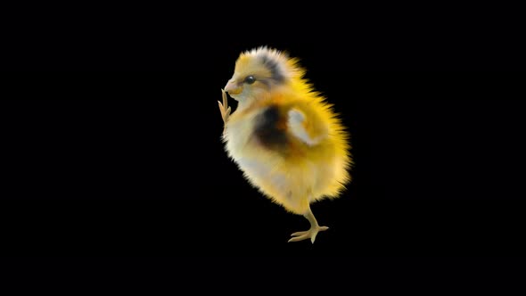 26 Baby Chicks Dancing 4K