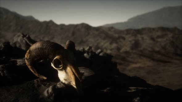 European Mouflon Ram Skull in Natural Conditions in Rocky Mountains