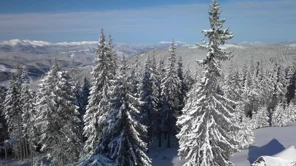 Flying Over the Forest and Mountains in Winter