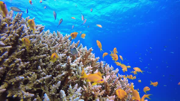 Colourful Tropical Sea