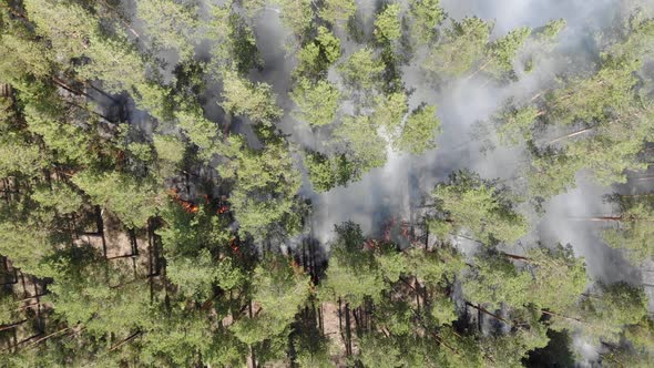 Epic Aerial View of Smoking Wild Fire