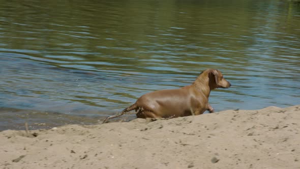 Overweight Sausage dog leaving river and ascending sand hill in slow motion