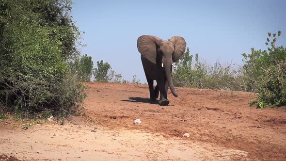 Herd of Elephants At The River