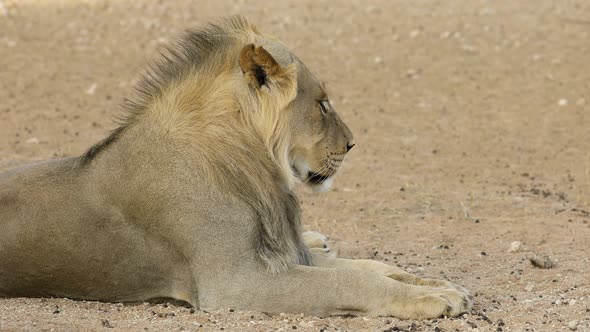 Young Male African Lion - Kalahari Desert