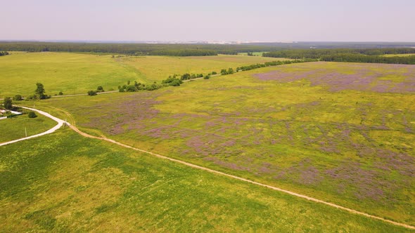 An Endless Green Field with Blooming Wildflowers As Seen From Above