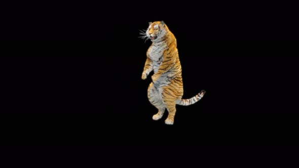 68 Tiger Dancing 4K