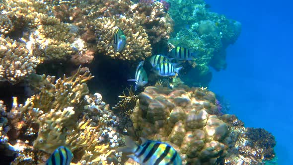 Shoal of Sergeant Major (Pintano) fish in Red Sea near coral reef.