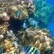 Shoal of Sergeant Major (Pintano) fish in Red Sea near coral reef. - VideoHive Item for Sale