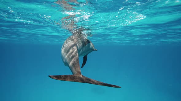 Dolphins Playing in the Blue Water of Red Sea