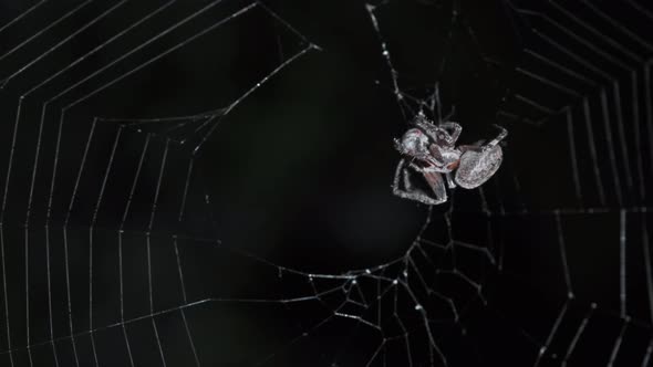 Spider Hunt on Web at Night