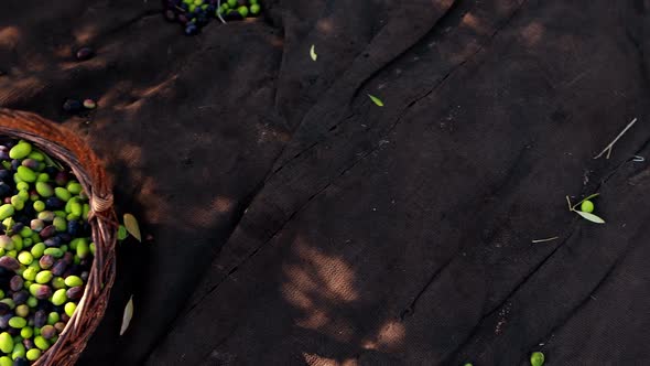 Close-up of fresh olives in basket 4k