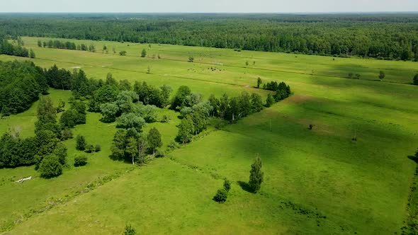 Aerial birdseye view of distant group with wild bison's and horses (Konik Polski) grazing in green p