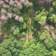 Aerial Bird View Flying Up Over Beautiful Temperate Coniferous Forest Moving Over Top of Trees - VideoHive Item for Sale