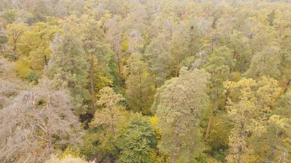 Autumn Forest Landscape with Trees By Day