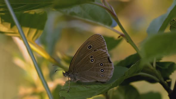 Butterfly Sits in the Grass