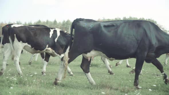 Cows on a Pasture Farm