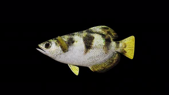 Archerfish View From Side