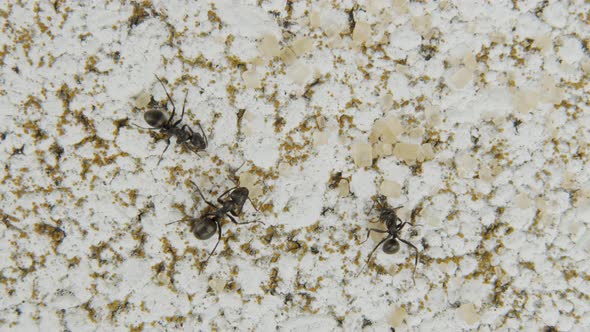 Macro shot of three ants eating grains of sugar