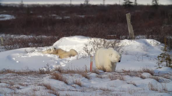 Polar bears cubs playing in snow after waking up from a nap