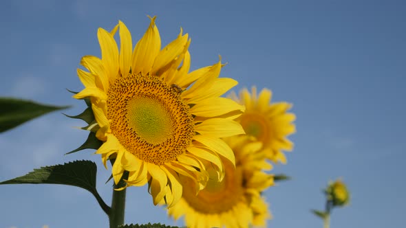 Honey bee on  sunflower Helianthus annuus disk floret 4K video