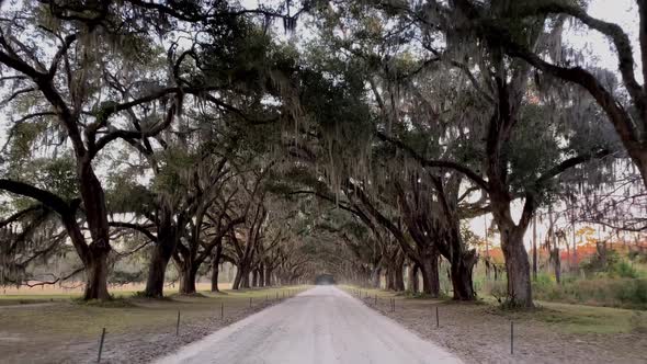 Driving down a road lined with Live Oak trees in Savannah Georgia