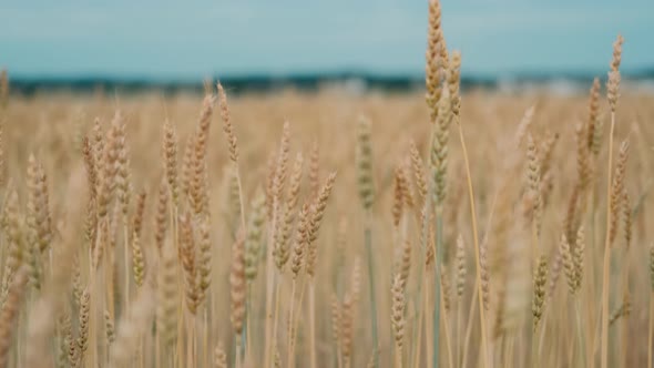 Ripe spikelets of wheat in a field at sunset. Agriculture concept