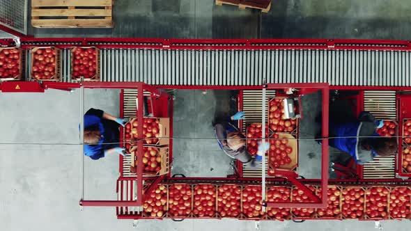 Top View of a Factory Unit with Female Workers and Tomatoes. Factory Conveyor and Industrial
