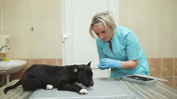 Inspection of the Staffordshire Terrier in a Veterinary Clinic After Ear Trimming Surgery.