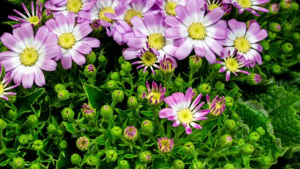 White Purple Cineraria Flowers Blooming in Time Lapse on a Black Background. Opens Blossoms alt