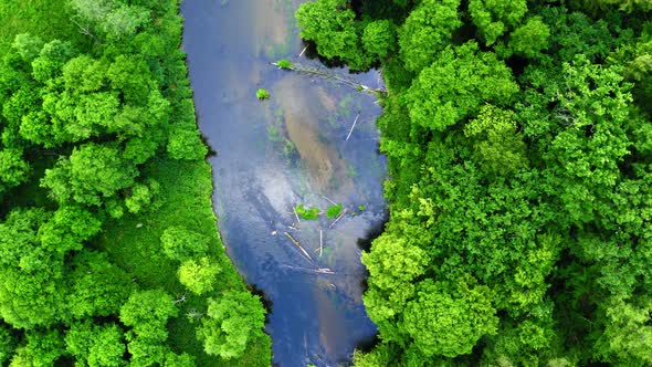 Aerial view of stunning old green forest and river, Tuchola natural park in Poland