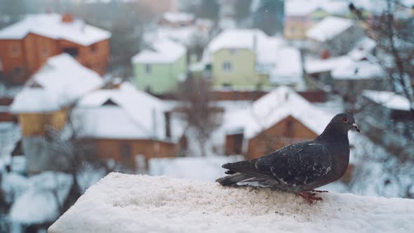 Pigeons on roof in winter on the urban background.